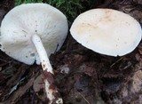 Rhodocollybia maculata image