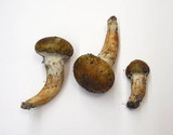 Tricholoma focale image