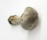 Tricholoma pardinum image
