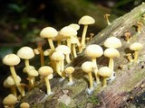 Tricholomopsis aurea image