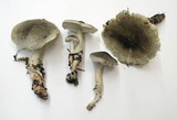 Tricholoma saponaceum image