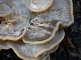 Meripilus sumstinei image