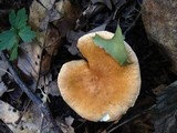 Gyroporus castaneus image