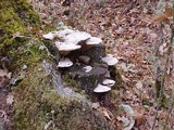 Daedalea quercina image