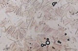 Gyromitra infula image