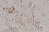 Gyromitra infula image