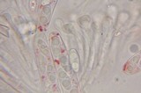 Gyromitra infula image