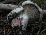 Hygrophorus purpurascens image