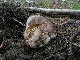 Hygrophorus purpurascens image