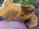 Stereum ochraceoflavum image