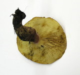 Tricholomopsis rutilans image