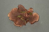 Sarcodon stereosarcinon image