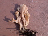 Clavulina rugosa image