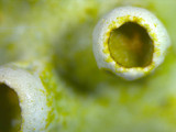 Parmotrema reticulatum image