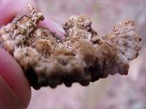 Chondrostereum purpureum image