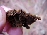 Chondrostereum purpureum image