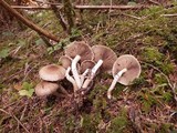 Pholiota terrestris image