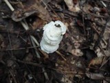 Resinomycena rhododendri image