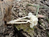 Resinomycena rhododendri image
