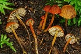 Pouzarella ferreri image
