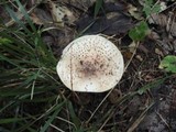 Echinoderma asperum image