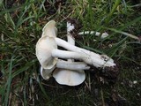 Clitocybe subconnexa image