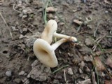 Clitocybe phaeophthalma image