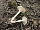 Clitocybe phaeophthalma image
