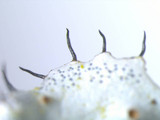 Parmotrema reticulatum image