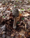 Amanita rhacopus image