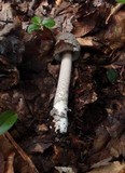 Amanita rhacopus image
