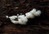 Ceratiomyxa fruticulosa var. fruticulosa image