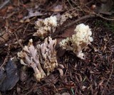 Clavulina coralloides image