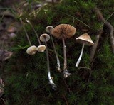 Entoloma conicum image