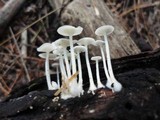 Resinomycena rhododendri image