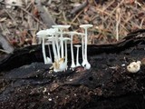 Resinomycena rhododendri image