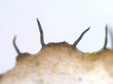Parmotrema reticulatum image