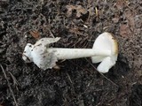 Amanita sinicoflava image