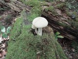 Hypsizygus marmoreus image