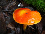 Hygrocybe punicea image