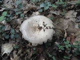 Lactarius argillaceifolius image