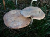 Rhodocollybia maculata var. scorzonerea image