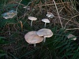 Rhodocollybia maculata var. scorzonerea image