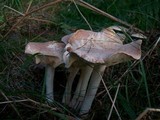 Rhodocollybia maculata var. scorzonerea image