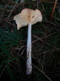 Rhodocollybia maculata var. scorzonerea image