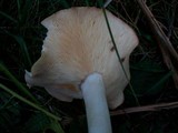 Rhodocollybia maculata image