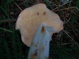Rhodocollybia maculata image