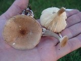Ampulloclitocybe clavipes image