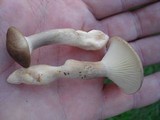 Ampulloclitocybe clavipes image