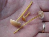 Hygrocybe laeta var. laeta image